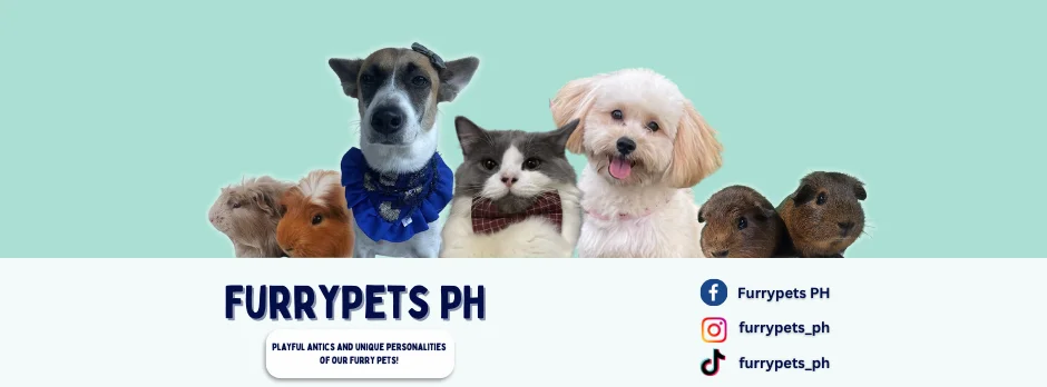 Furrypets PH, featuring the profiles of diverse pets, including dogs, cats, guinea pigs, and birds, spotlighting their love and care in the Philippines.